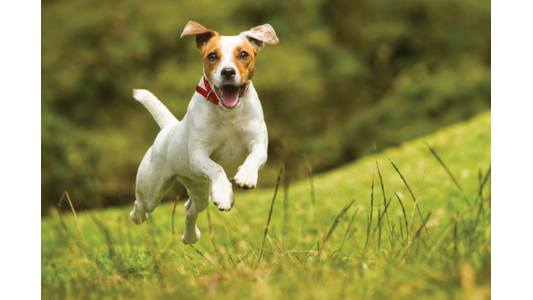 Joyful white and tan terrier bounding through tall grass with ears flying