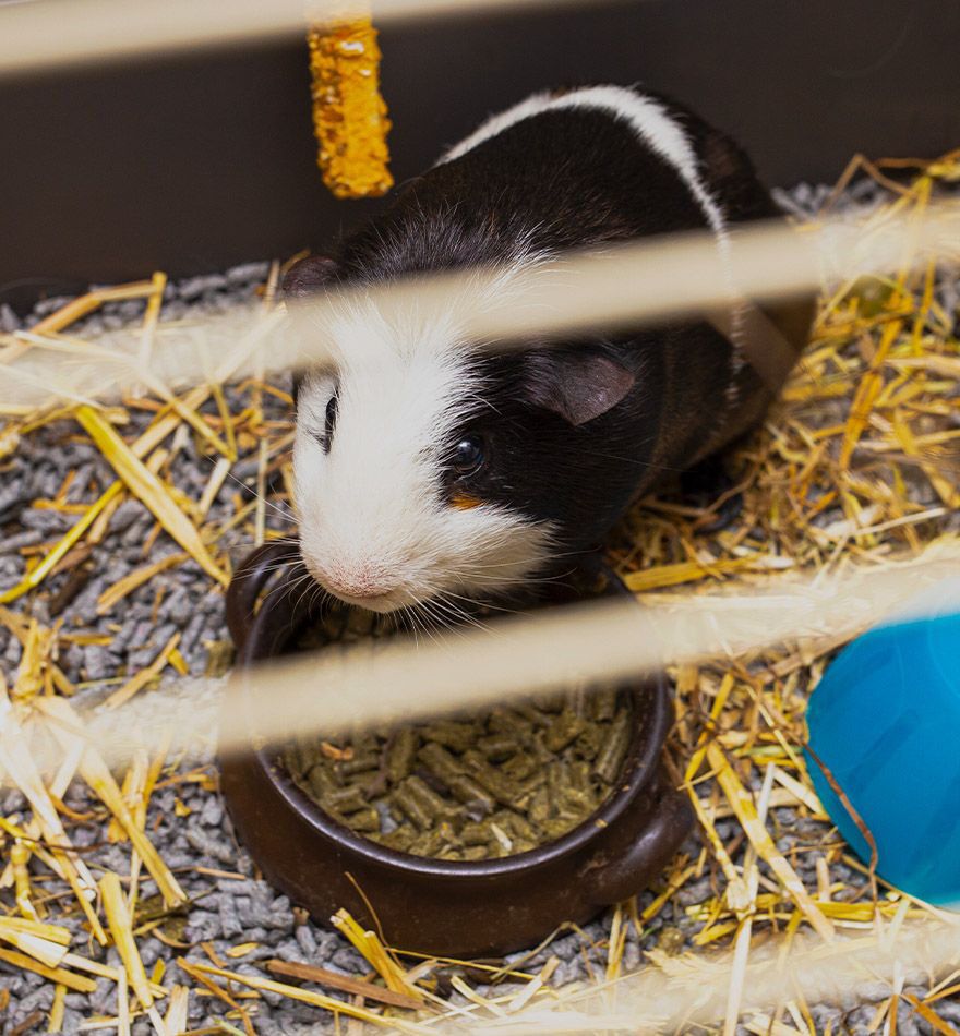 Brown Guinea Pig