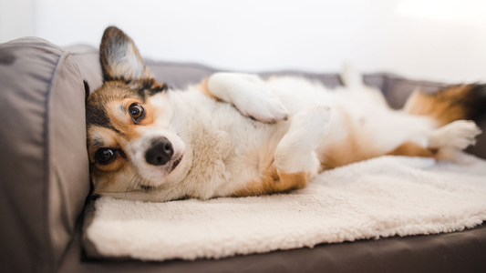 A Welsh Corgi relaxing comfortably on its back in a cushioned dog bed, resting its head against the bolster with its front paws gently curled