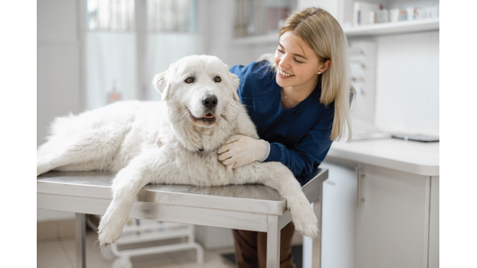 white-dog-woman