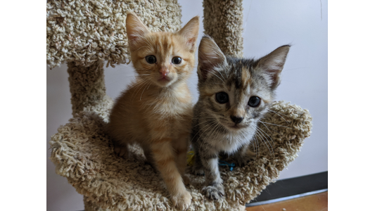Orange kitten and tortoiseshell tabby kitten sitting together on a cat tree