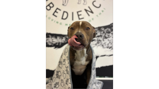 A dog with its tongue out, wrapped in a blanket with a paw print pattern. The word OBEDIENCE is visible in the background