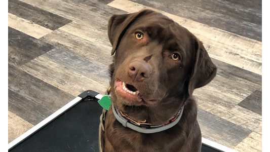a chocolate Labrador looking up at the camera with its mouth slightly open