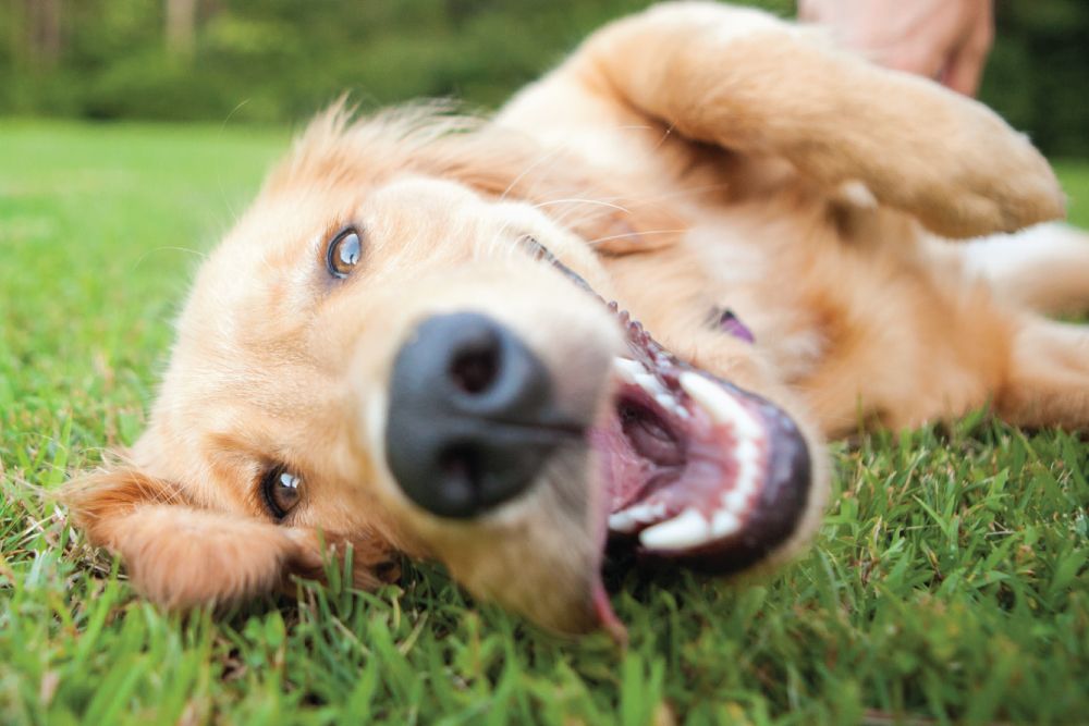 smiling-golden-retriever-grass