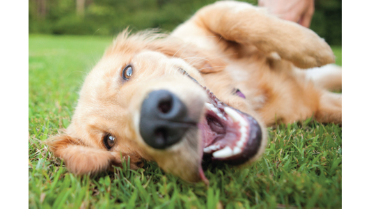 A happy Golden Retriever rolling on its back in the grass.