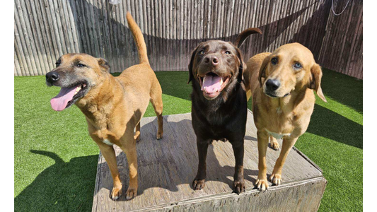 Several dogs playing in the play area