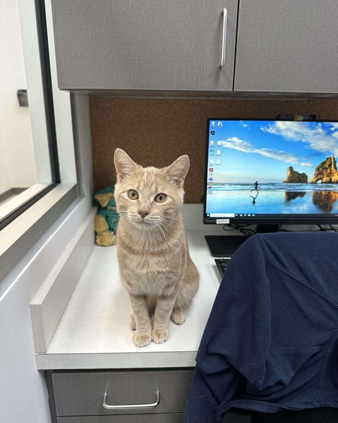 A light orange cat sitting on a white desk next to a computer monitor