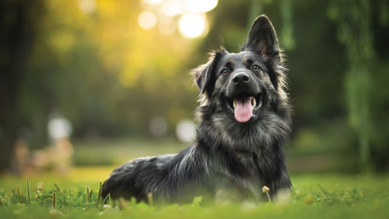 Black dog grass happy