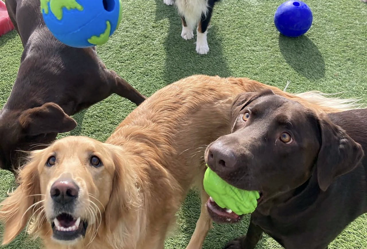 two-dogs-chasing-grass.jpg
