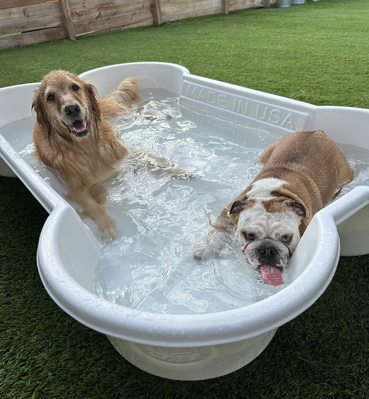 A wet Golden Retriever and an English Bulldog with its tongue out sit in a white, bone-shaped plastic wading pool filled with water, set on artificial green grass outdoors