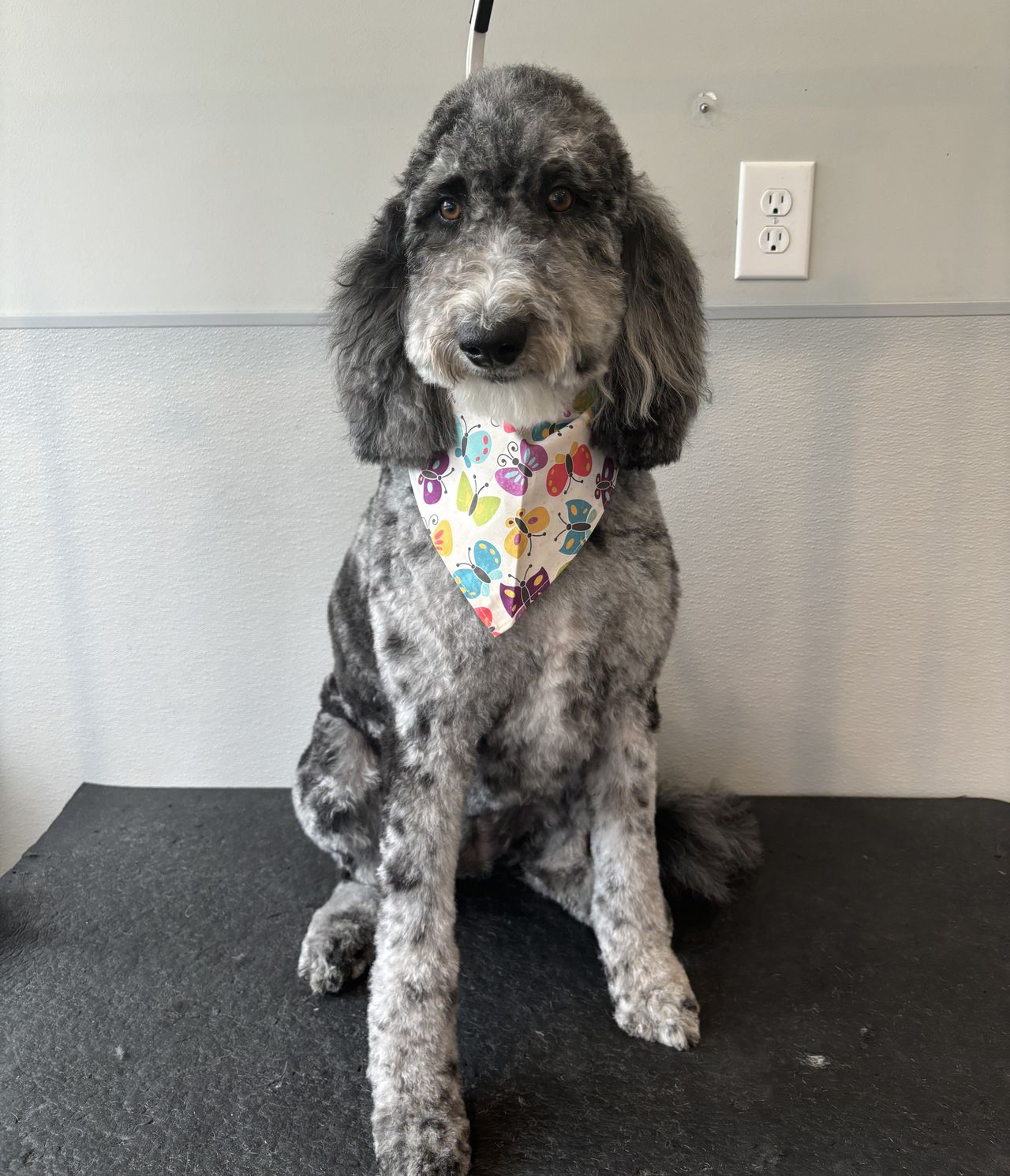 A freshly groomed grey and black mottled poodle-mix sits on a black grooming table against a grey wall. It is wearing a white bandana with colorful butterflies and looking directly at the camera. An electrical outlet is visible on the wall behind the dog