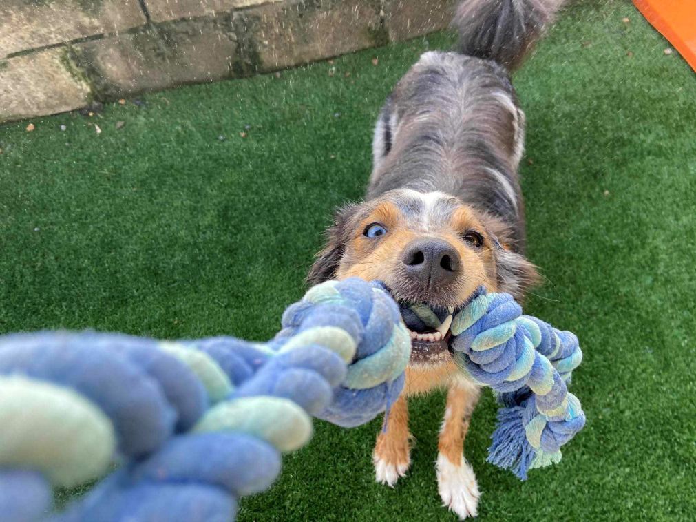 Playful blue merle Aussie mix pulling on a blue rope toy during an energetic game of tug at outdoor dog daycare