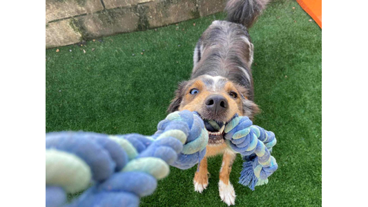 Blue merle Australian Shepherd mix playing tug-of-war with a rope toy on artificial turf at dog daycare