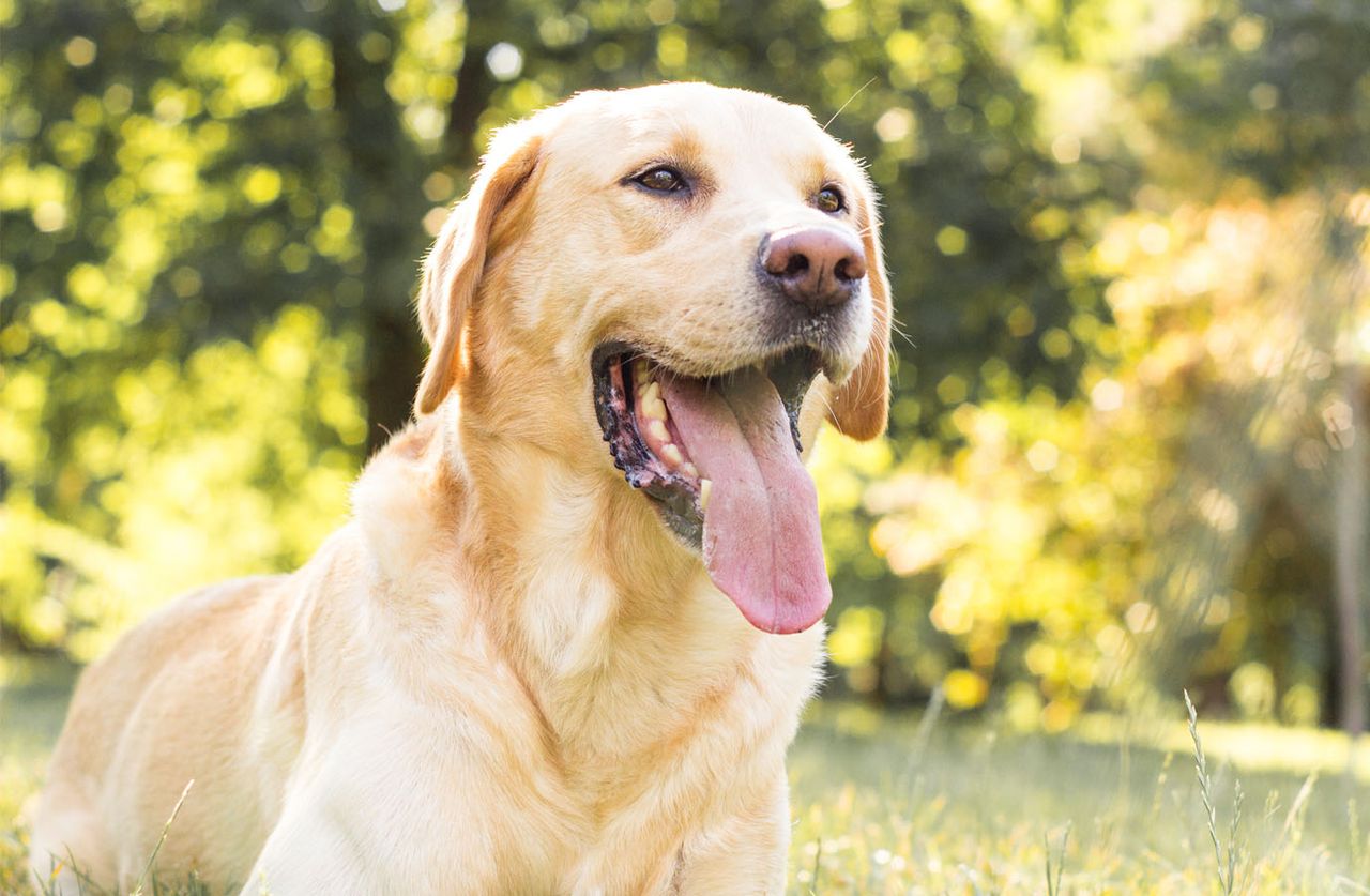 Smiling yellow lab enjoying a sunny day outdoors at a local pet care center