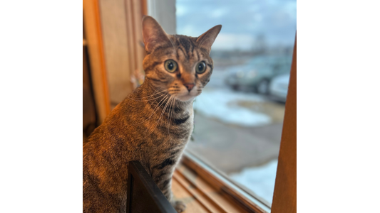 Curious brown tabby cat sitting on an indoor windowsill looking out at a snowy outdoor street scene
