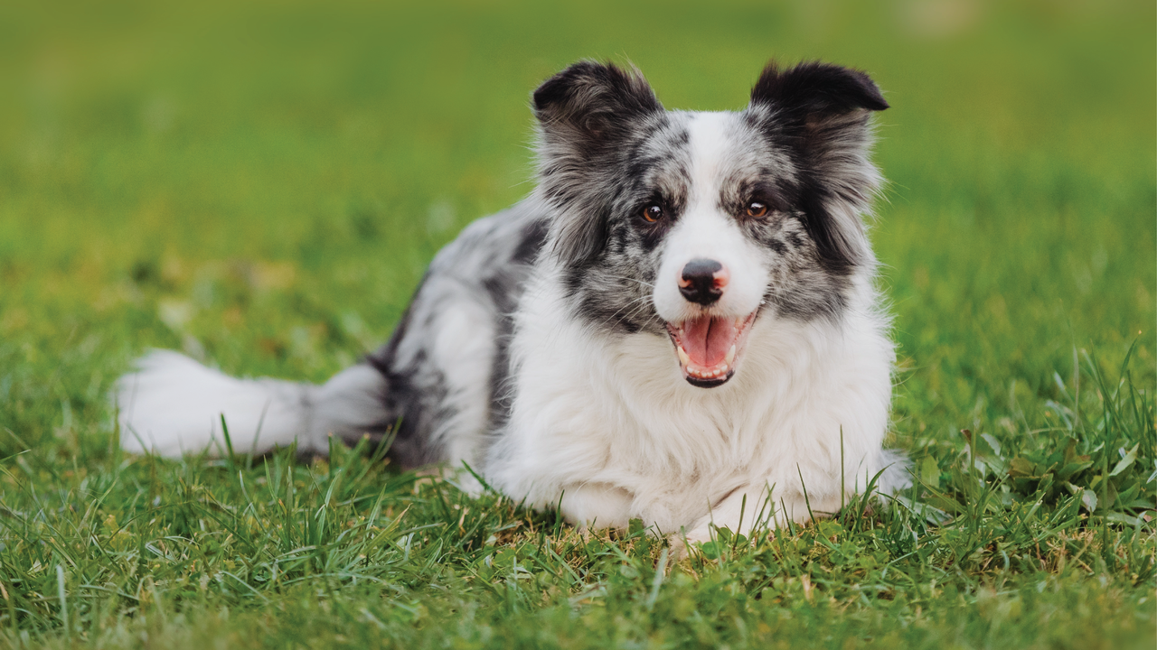 A Border Collie lies in the grass