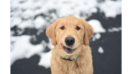 Golden Retriever puppy licking its lips while sitting outdoors in the snow during winter playtime