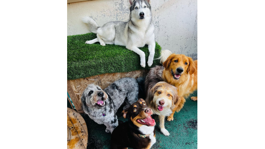 Five dogs of various breeds looking up happily at the camera, featuring a husky resting on a raised artificial turf platform while four others stand on the green ground below