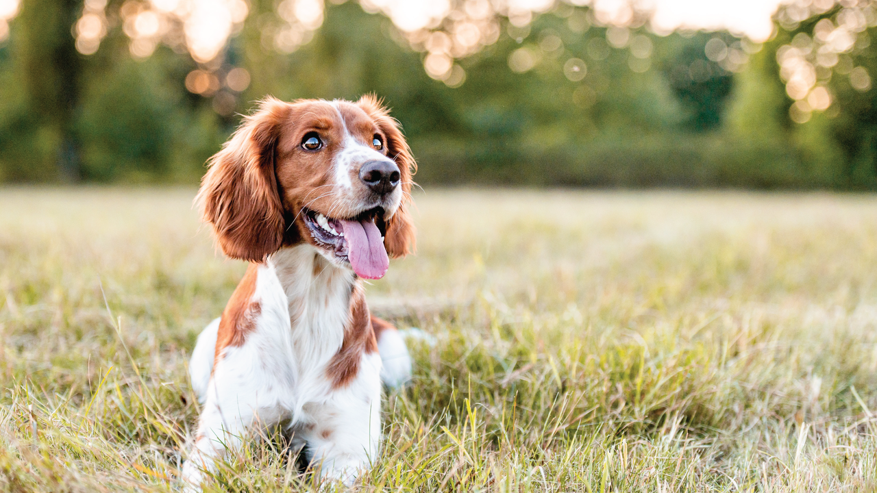 Excited dog looks on in an outdoor play area