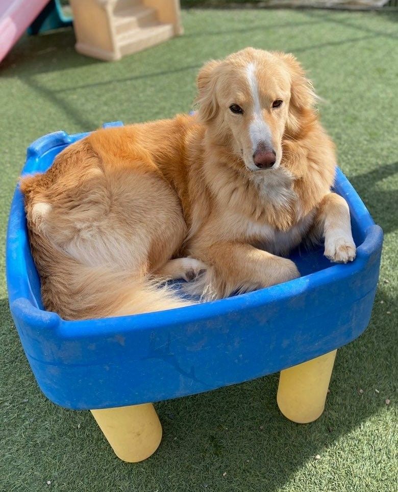 A golden, long-haired dog with a white blaze on its nose resting comfortably inside a blue plastic play basin on green artificial turf