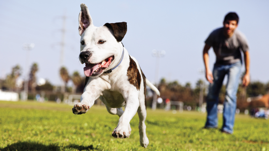 White and brindle pit bull mix running joyfully across a grassy park with a man watching in the background