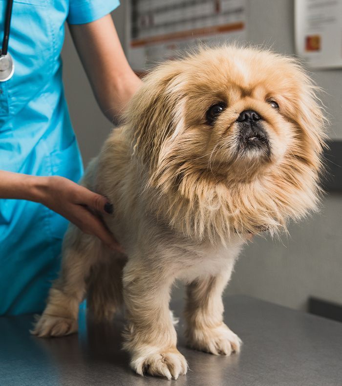 A veterinarian gently examining a fluffy, light-colored Pekingese dog on an exam table
