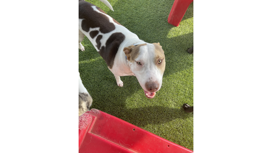 A white pit bull-type dog with large dark brown spots on its back and light brown markings on its face stands on green artificial turf, looking up at the camera with its mouth open. A red plastic play structure is visible in the bottom foreground, and the paws of other dogs can be seen at the edges of the frame