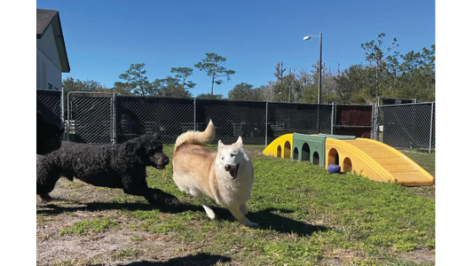 Two dogs, a white Husky and a black Poodle mix, running and playing together in a fenced outdoor dog daycare yard.