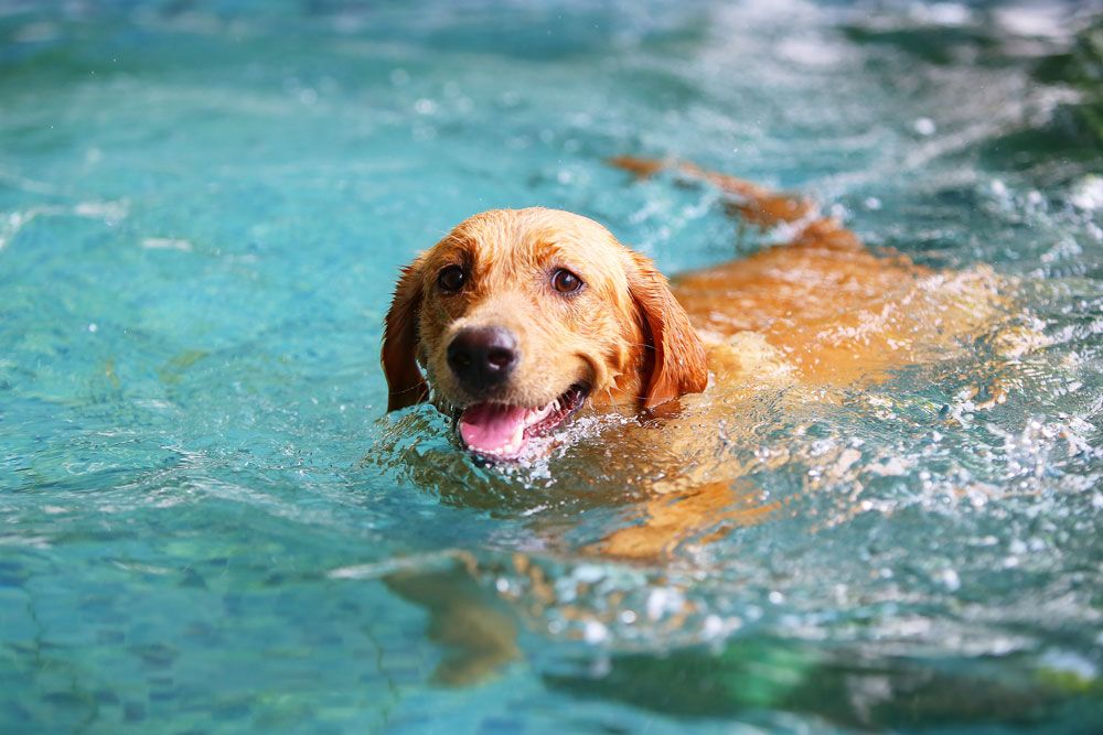 dog in swimming pool