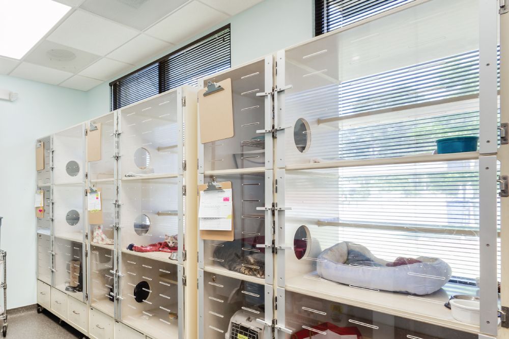 Row of spacious, multi-level clear glass cat condos lined up inside a clean veterinary boarding area
