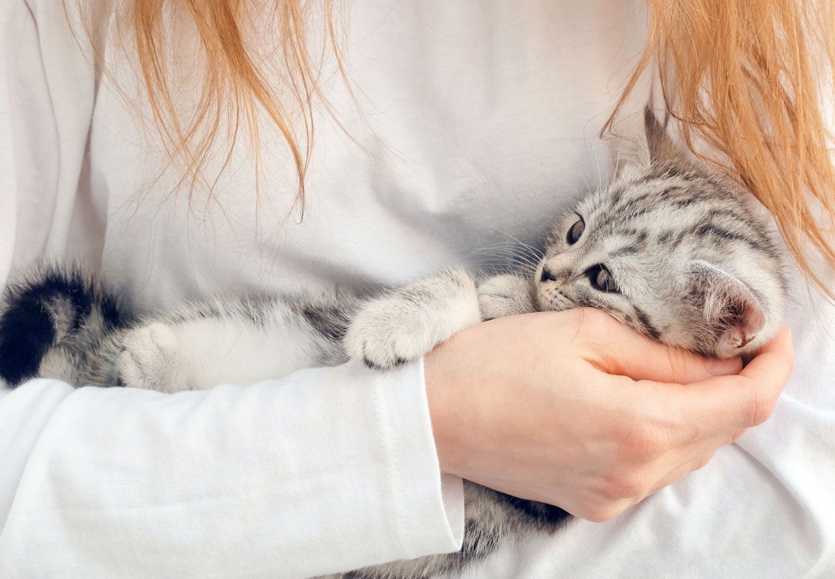 A person wearing a white long-sleeve shirt holding a small, gray tabby kitten gently in their arms.