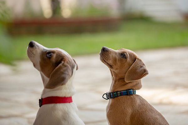 Two attentive puppies wearing collars sitting side by side and looking up outdoors on a stone patio