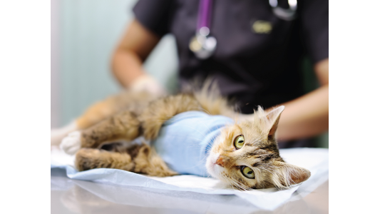 A brown tabby cat wearing a light blue body bandage lies on a veterinary exam table, while a veterinarian in dark scrubs gently examines it in the blurred background