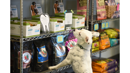 White dog with black spots standing on hind legs to inspect pet food and dental treats on retail store shelves