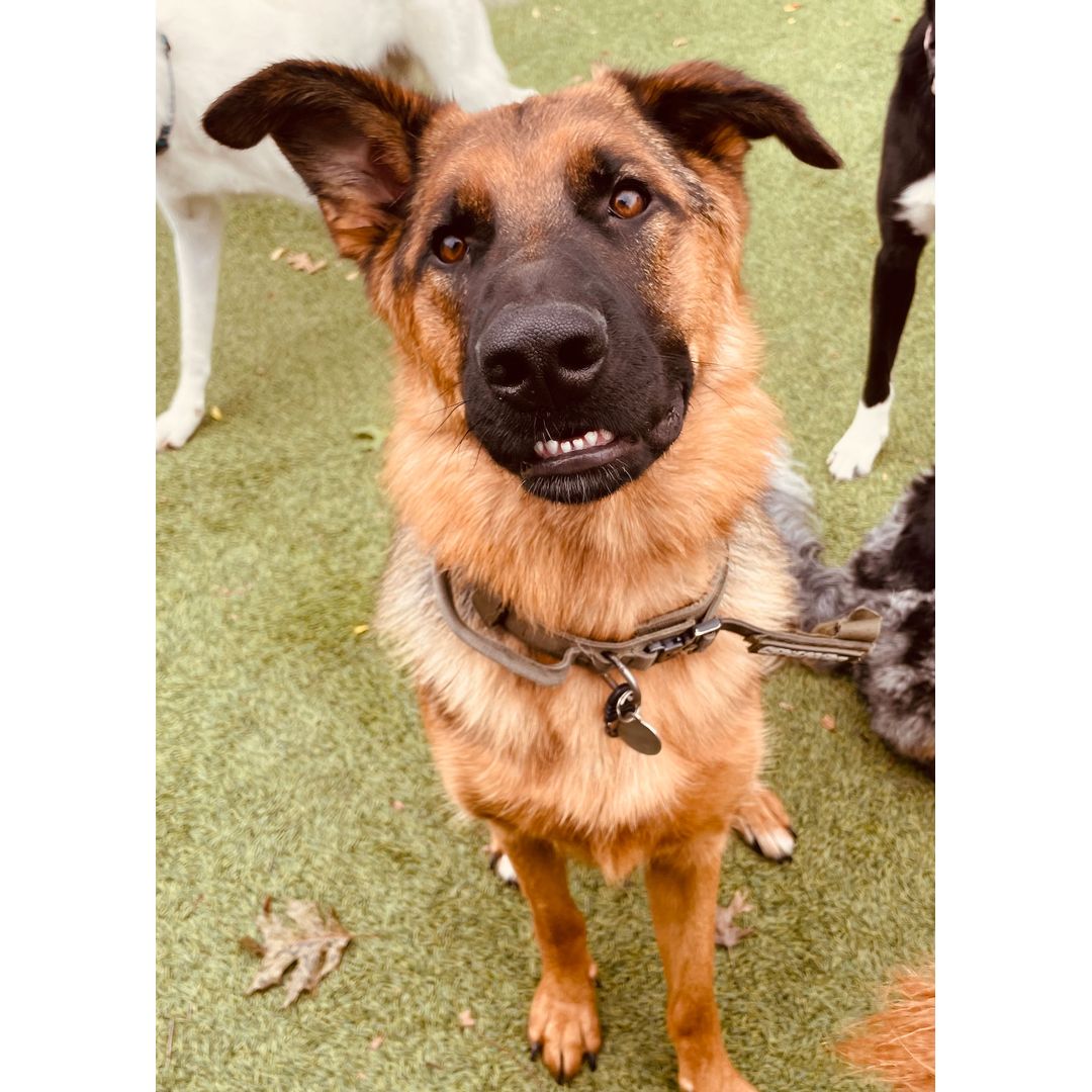 german-shepherd-sitting-outside-daycare