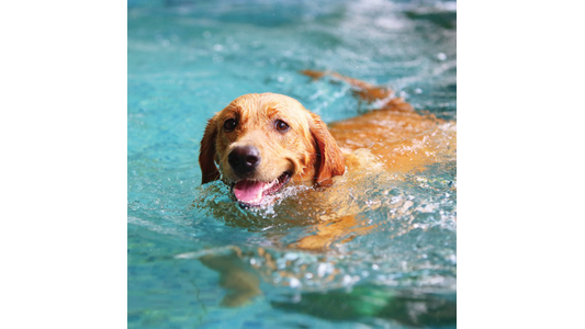 A happy Golden Retriever swimming in a bright blue pool, looking toward the camera