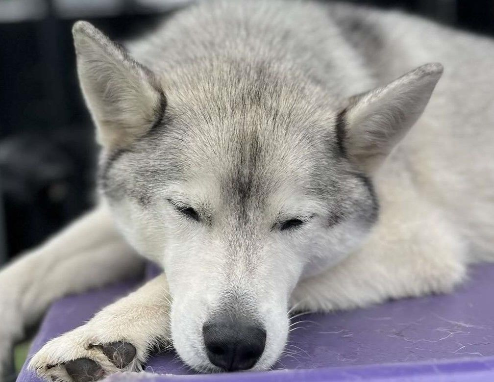 a peaceful light grey and white Husky sleeping with its head resting near its paw on a purple elevated dog bed