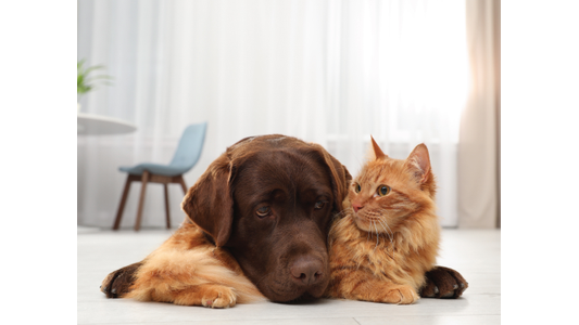 Brown dog and orange cat cuddling on the floor.