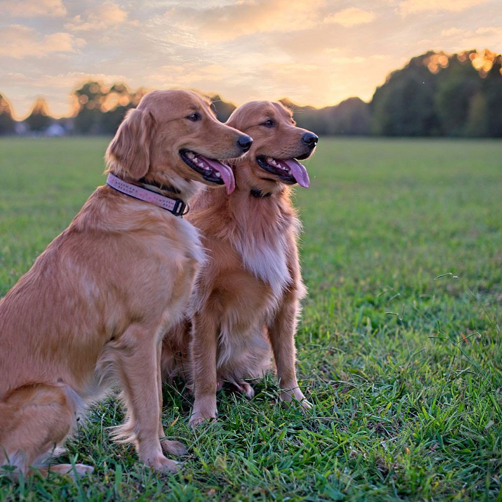Two Golden Retrievers sitting side by side in a grassy field at sunset