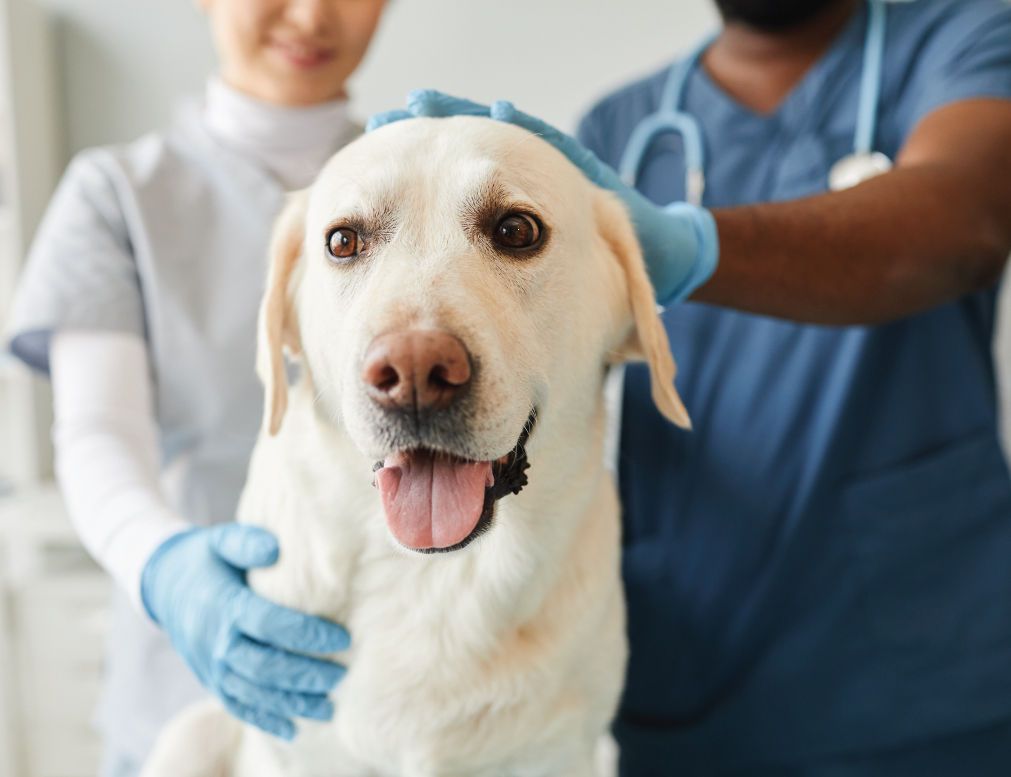 dog checking up