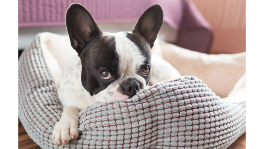 The image shows a black and white French Bulldog resting its chin on the edge of a textured, light blue dog bed.