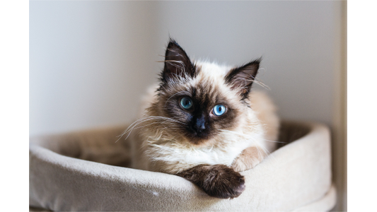 cat laying bed