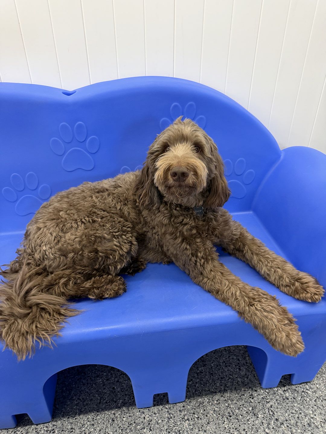 A fluffy brown dog with curly hair resting comfortably on a bright blue plastic play couch decorated with molded paw prints, looking directly at the camera