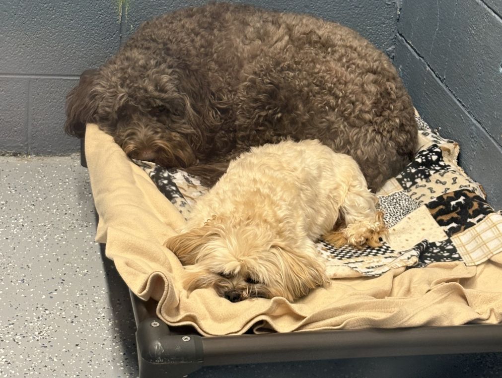 Two sleepy dogs, a large chocolate Labradoodle and a small blond pup, cuddled together on an elevated cot at a dog boarding facility