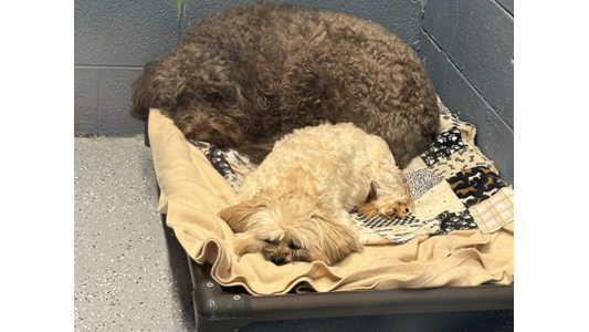 Two fluffy dogs, a large chocolate doodle and a small blonde dog, sleeping together on an elevated pet bed with blankets