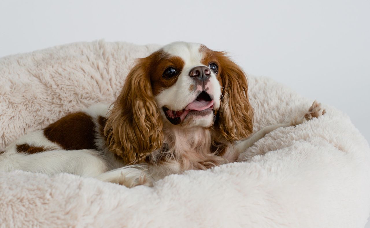dog resting