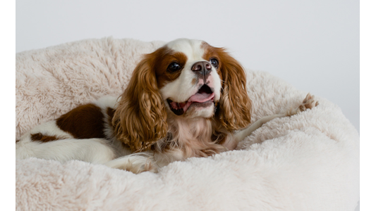 happy dog