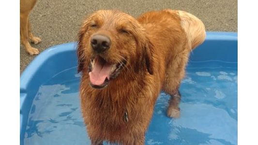 Golden retriever standing in kiddie pool.