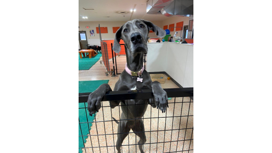 Curious Great Dane puppy greeting visitors over a gate in an indoor play area