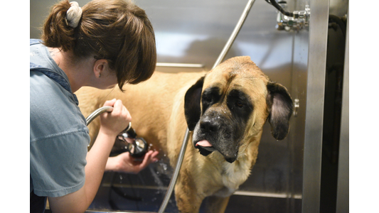 Large English Mastiff getting washed with a handheld sprayer by a groomer in a stainless steel dog washing tub